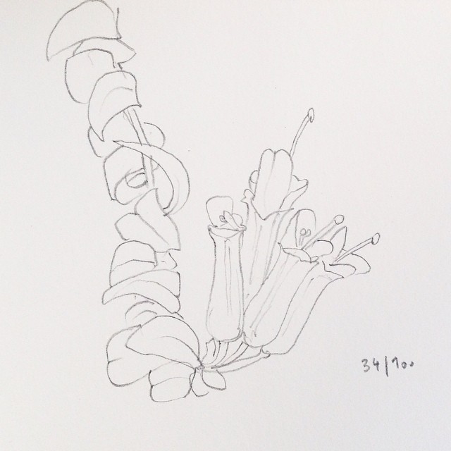 aeschynantus flower pencil drawing